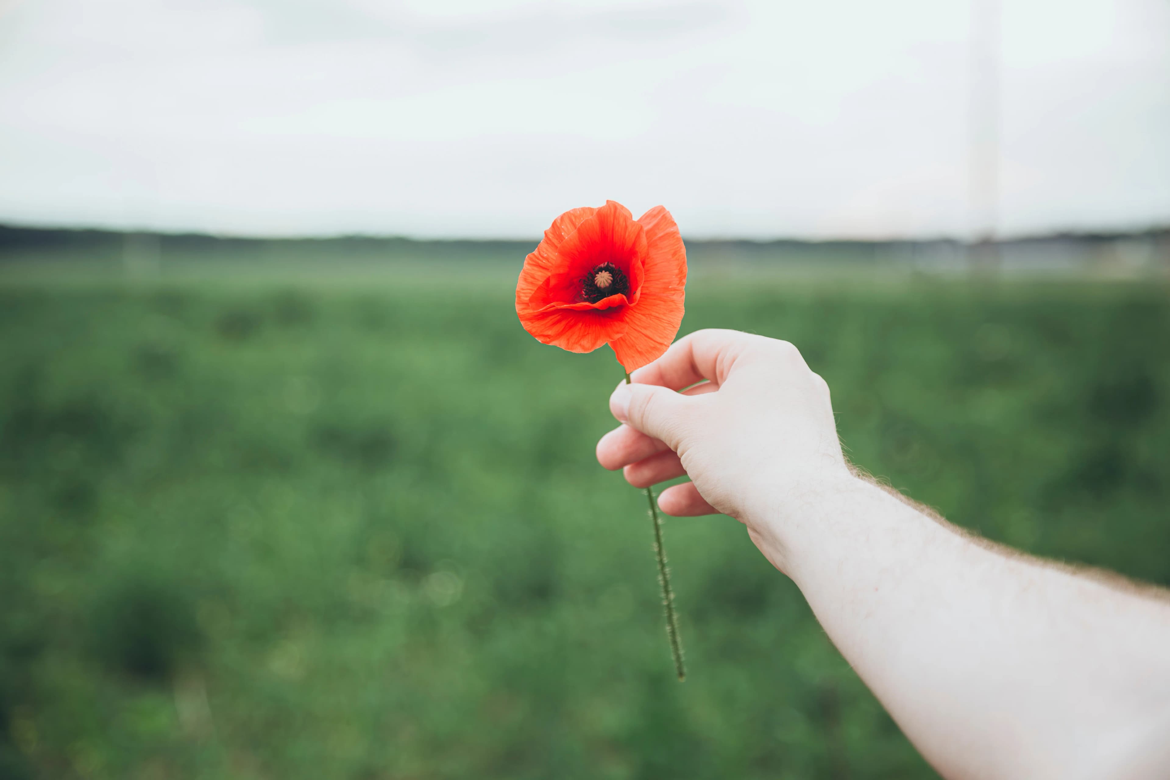 Hand holding a red poppy